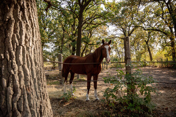 a brown horse stands in a paddock under the sun. Nice brown horse in the field.