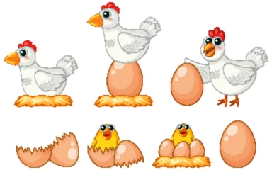 Printed kitchen splashbacks Kids From Hen Laying Egg to Chick Born: A Cartoon Journey
