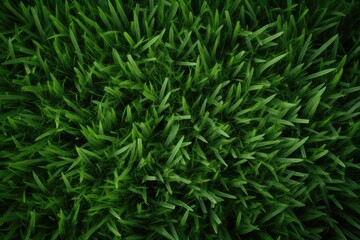 Green grass texture background. Top view of fresh spring green grass, directly above shot of fresh green grass or lawn, AI Generated - obrazy, fototapety, plakaty