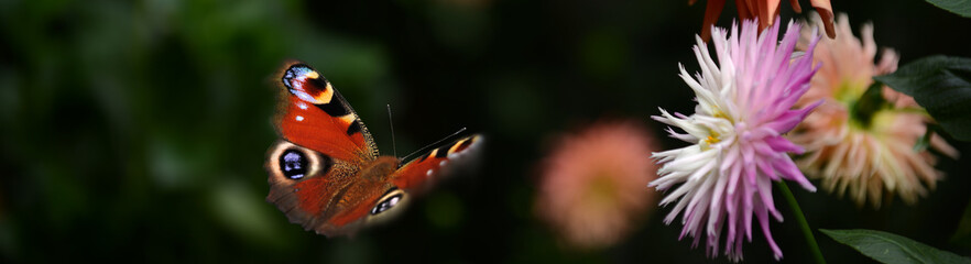 Schmetterling 1128 © K.-U. Häßler