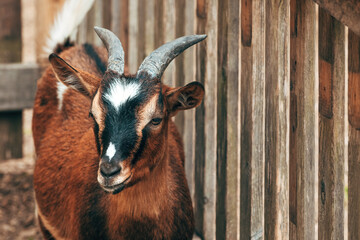 African goat in farm pen