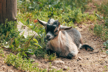 African goat kid at dairy farm