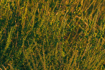 Ragweed or ambrosia plant, its pollen is notorious for causing allergic reactions in humans