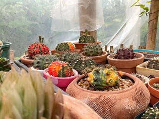Castus and succulents are grown from seed. No chemicals used and Steps for planting and mixing...