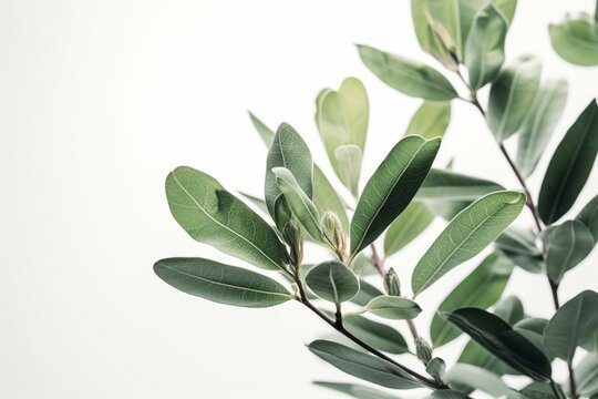High-resolution 8k wallpaper featuring a plant on a white background. Generative AI