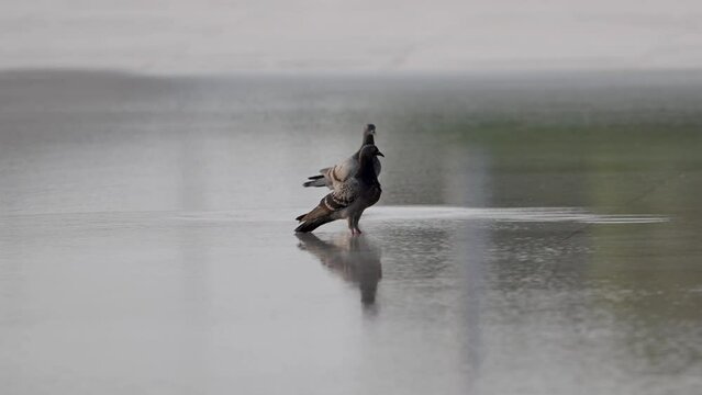 Birds drinking water from a fresh water pound during summer