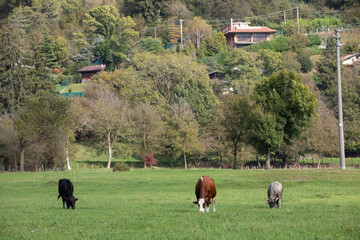 great and amazing cattle of north italy