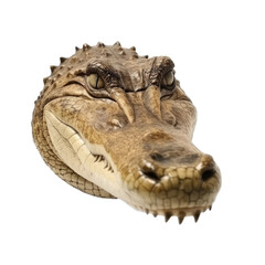 crocodile head isolated on transparent background,transparency 