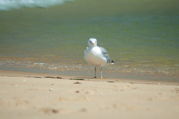 goéland dans le Bassin d'Arcachon en France