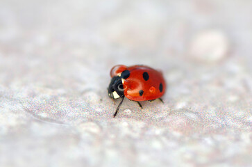 Ladybug on grey background. Macro