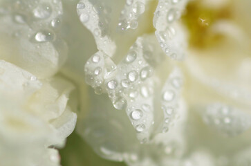 White Rose in Dew Calves