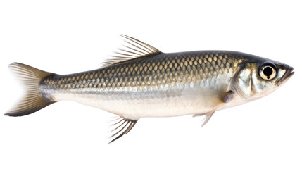 Freshwater Fish isolated on transparent background,transparency 