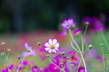 巾着田のコスモス
