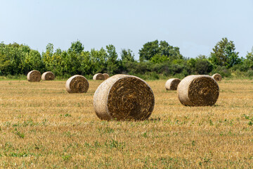 Nature concept for design. Endless field with round bales of straw against the blue summer sky....