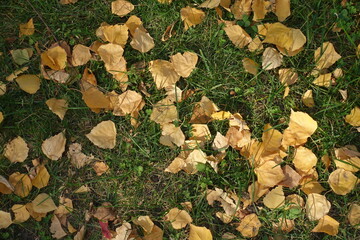 Yellow fallen leaves of birch on green grass in mid October