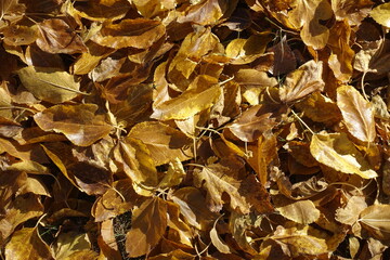 Brown fallen leaves of mulberry in October
