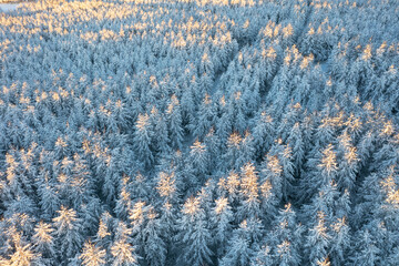 Aerial view of the winter forest. Amazing northern nature. Top view of snow-covered trees. Beautiful woodland landscape with larch trees in the snow. Cold snowy winter weather. Natural background.
