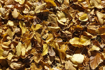 Cover of brown fallen leaves of mulberry on the ground in October