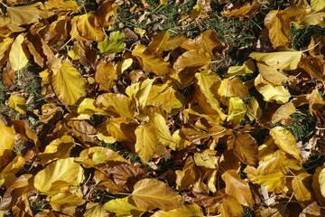 Lawn covered with fallen leaves of mulberry in October