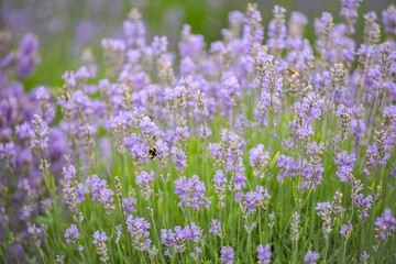 Fototapeta premium field of lavender