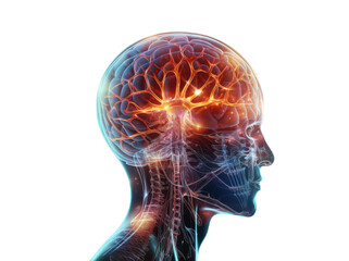 medical illustration of the brain - obrazy, fototapety, plakaty