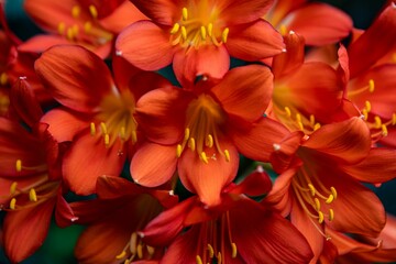 Vibrant orange Clivia  flower against a dark background creating a soft blur