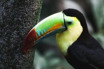 Toucan