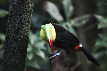 Toucan