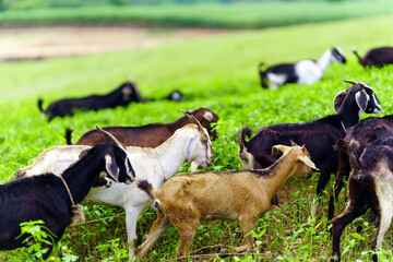 A group of goats are being herded off the farm into a pen.