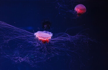 underwater photography of a beautiful lion's mane jellyfish cyanea capillata - obrazy, fototapety, plakaty