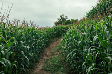 Wide shot of corn field