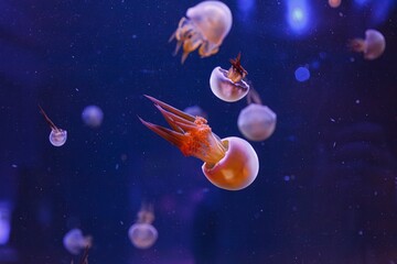 underwater photography of beautiful flame jellyfish rhopilema esculentum