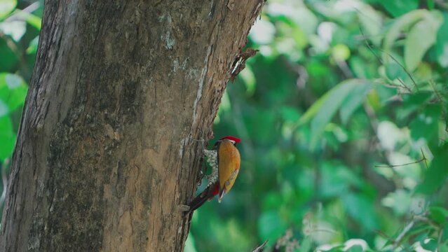 Common Flameback is pecking at bark to find worms to eat
