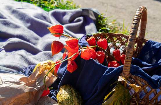 Pumpkins with fesalis in a wicker basket. Autumn decor for Halloween or Thanksgiving in nature