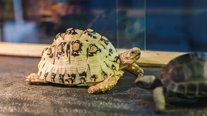 The cute animal with the shell is a turtle, one of which is focused and the other is blurred