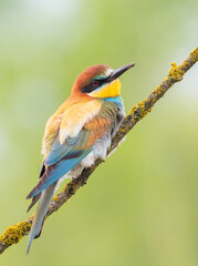 European bee-eater, merops apiaster. A bird sits on a branch on a green blurred background