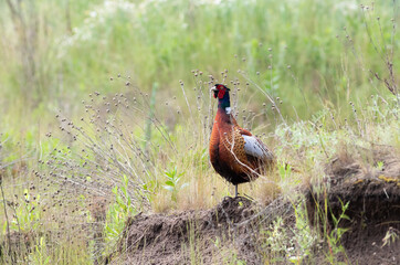 Phasianus colchicus. Ring-necked Pheasant. The male is standing on the edge of a ravine