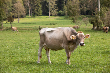 Amazing catlle in italian pastures