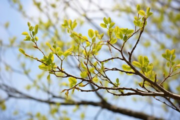 Obraz premium a leafless tree sprouting new leaves