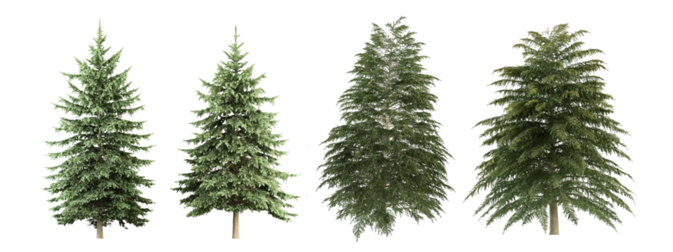 tree isolated on white background