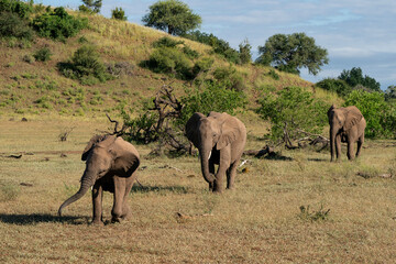 Elephant herd walking in the green season in a Game Reserve in the Tuli Block in Botswana.