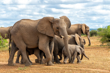 Fototapeta na wymiar Elephant herd walking in the green season in a Game Reserve in the Tuli Block in Botswana.