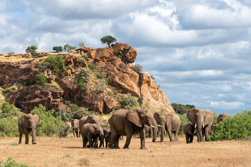 Elephant herd walking in the green season in a Game Reserve in the Tuli Block in Botswana. - obrazy, fototapety, plakaty