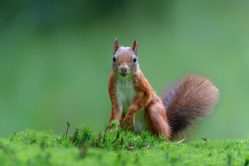 Eurasian red squirrel (Sciurus vulgaris) searching for food in the forest in the Netherlands.    - obrazy, fototapety, plakaty