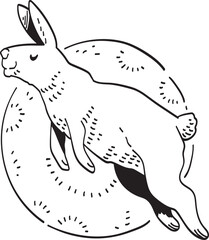 rabbit illustrano