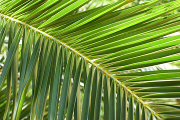 Background made of green palm leaf. High quality photo
