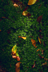 Colorful leaves on mossy ground. High quality photo - 663187971