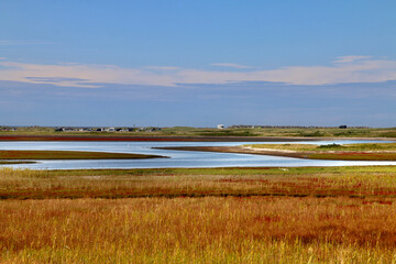能取 珊瑚草群生地（北海道・網走市）