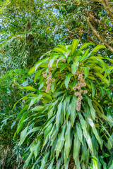 Dracaena Fragrans Flower Close-up have Background ,selective focus,Dracaena plant, a very fragrant flowers with leaves background.