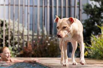 Focused photo of the family dog as he walks along the edge of the pool. The grandmother is out of focus behind
